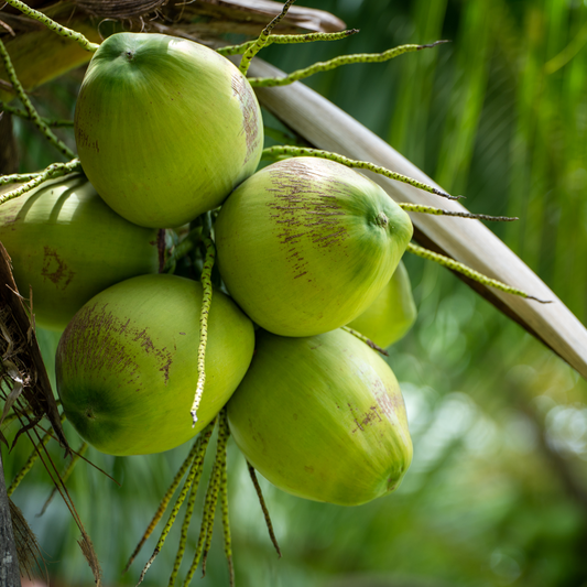 Coconut Water - PushtiOrganics
