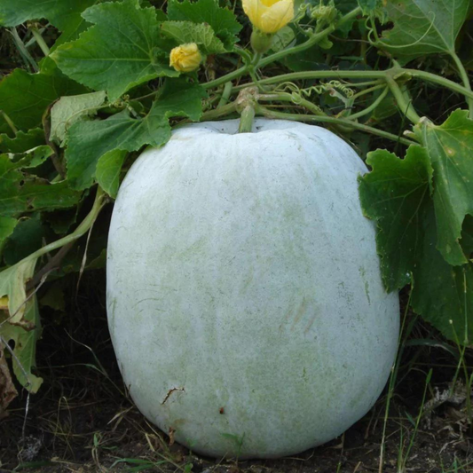 Ash Gourd - PushtiOrganics