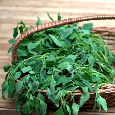 Bathua/500 Grams - PushtiOrganics Bathua/500 Grams - PushtiOrganics