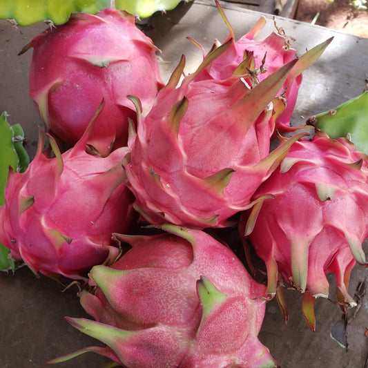 Dragon Fruit/ 1 Pc - PushtiOrganics