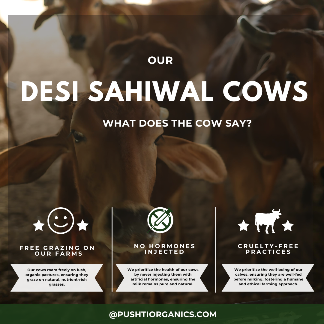 A2 Ghee (Desi Sahiwal Cow Ghee) - PushtiOrganics A2 Ghee (Desi Sahiwal Cow Ghee) - PushtiOrganics