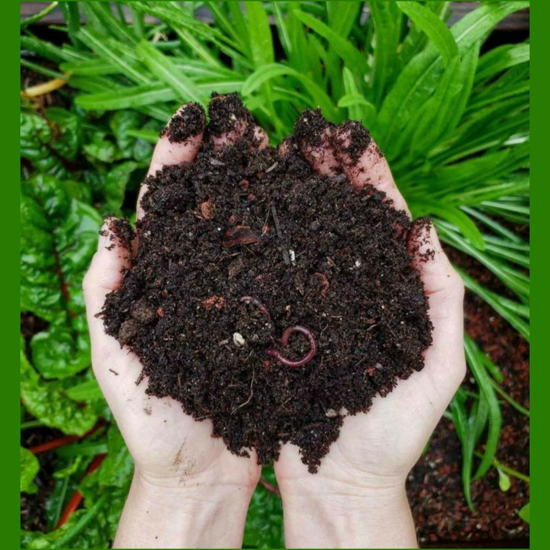 Vermicompost/1 Kg - PushtiOrganics Vermicompost/1 Kg - PushtiOrganics