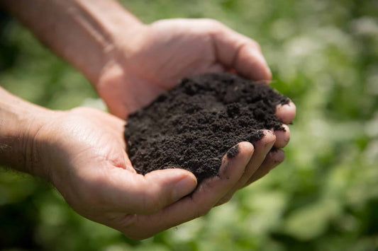 The Power of Healthy Soil: The Foundation of Organic Farming and Your Health