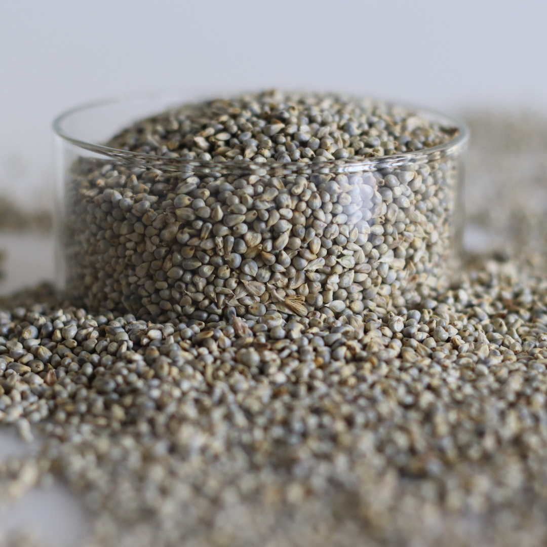 Bajra (Pearl millet) - PushtiOrganics