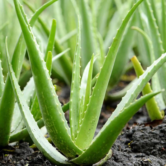 Aloevera Leaves - PushtiOrganics