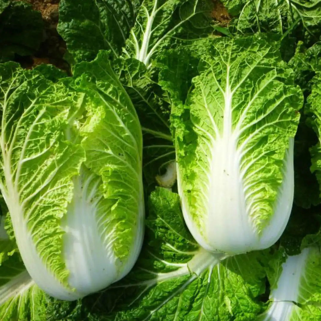 CHINA CABBAGE