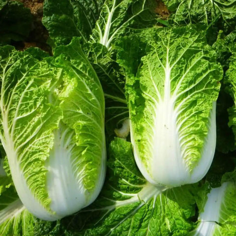 CHINA CABBAGE