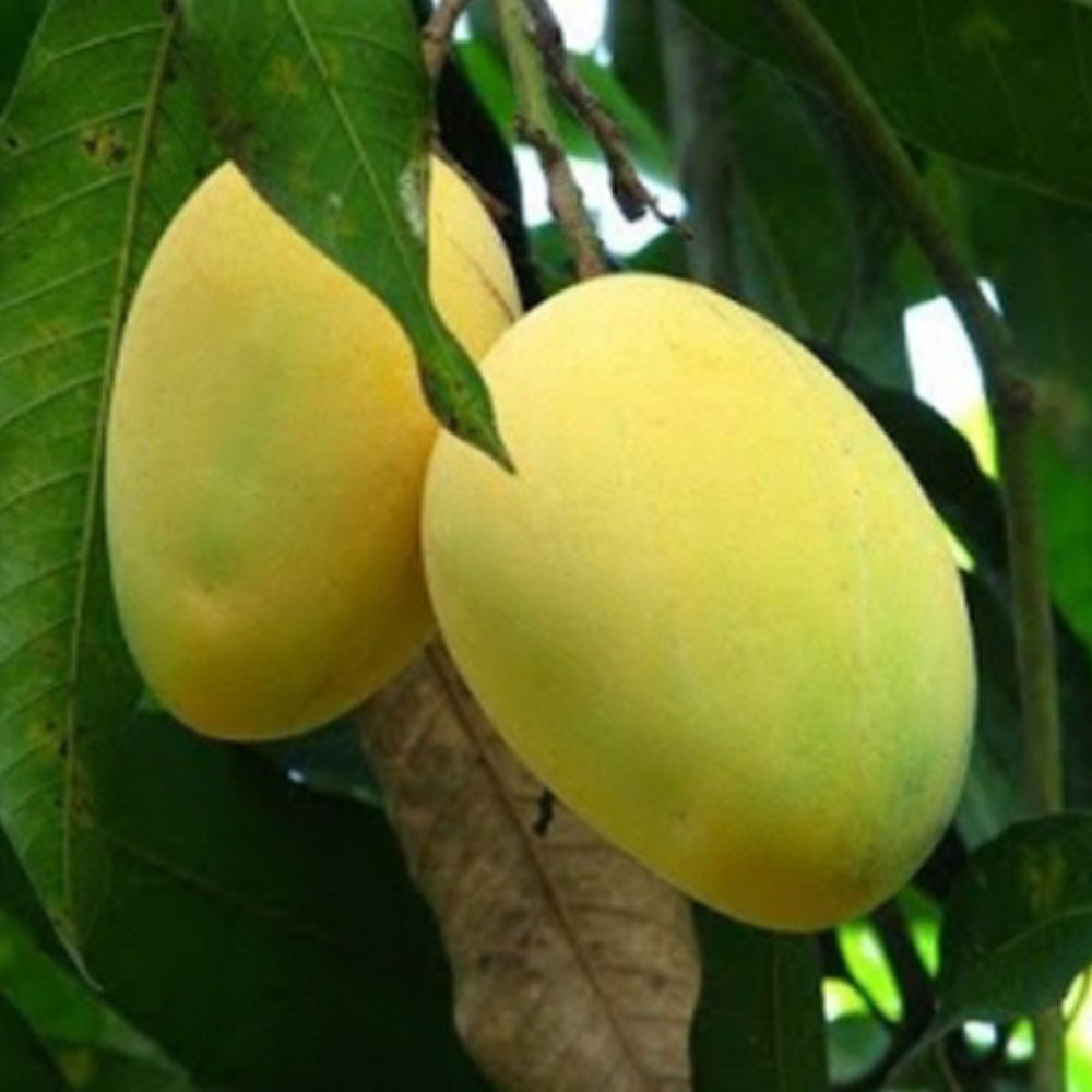 Chausa Mango - PushtiOrganics