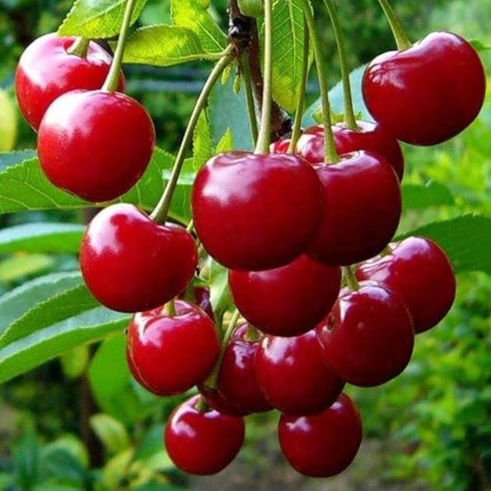 Cherry Box - PushtiOrganics