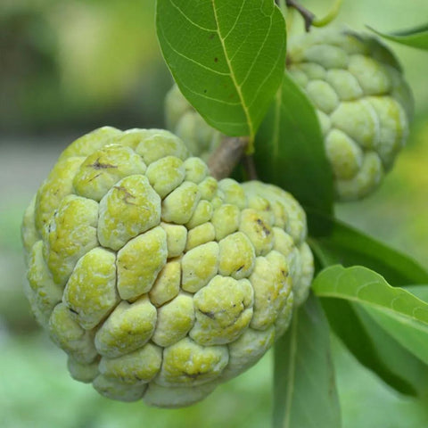 Custard Apple/1 Kg - PushtiOrganics