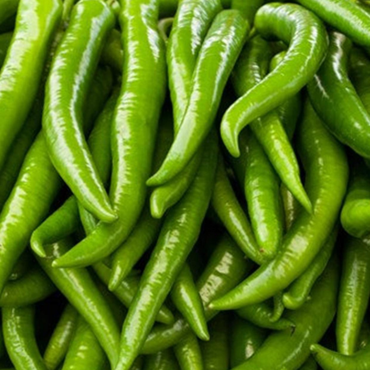 Green Chilli - PushtiOrganics