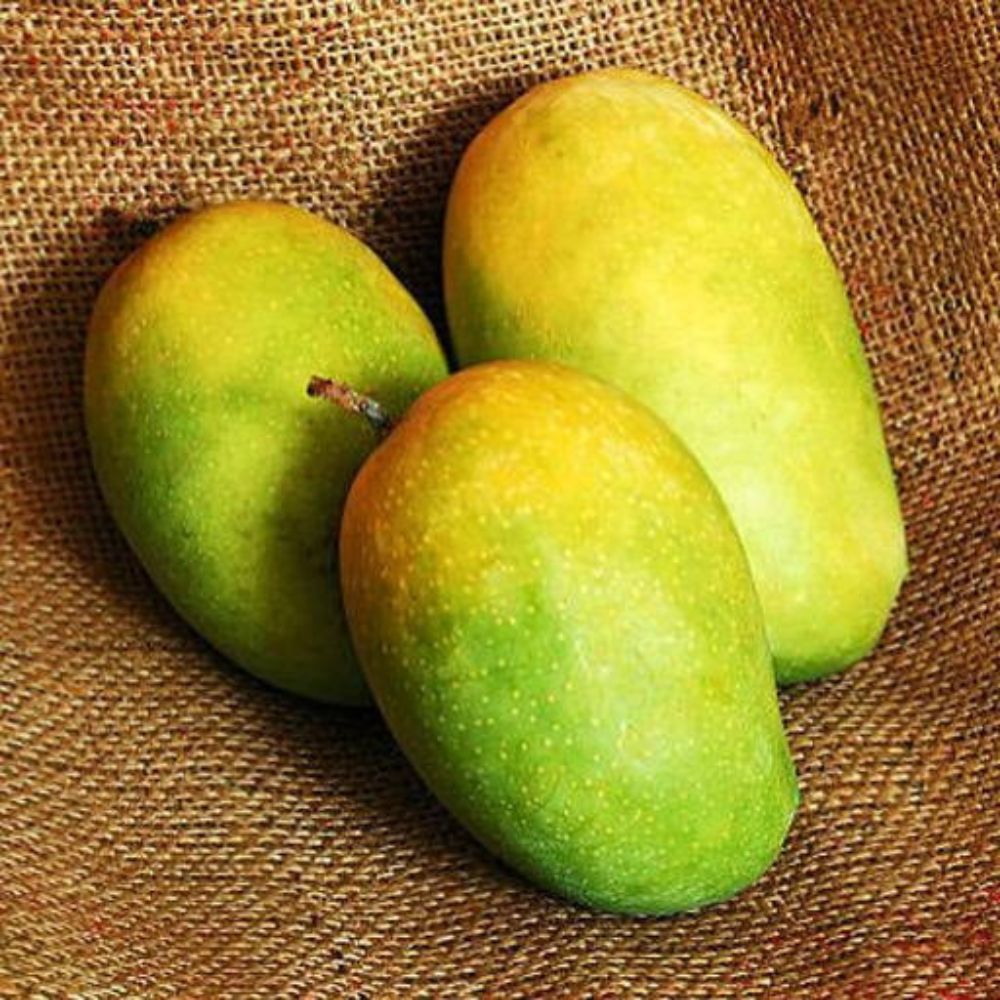 Kesar Mango - PushtiOrganics