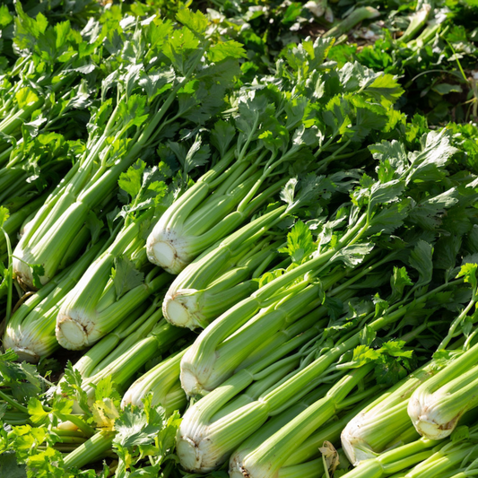 Organic Celery - PushtiOrganics