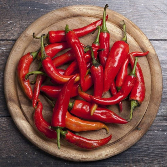 Big / Moti Red Chilli