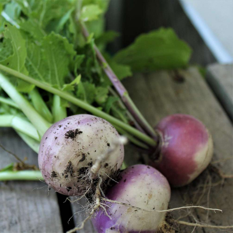 Turnip - PushtiOrganics