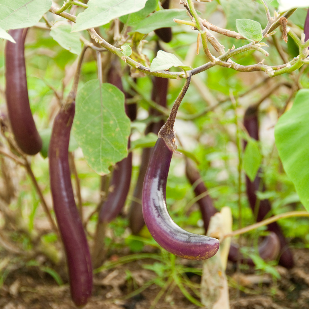 Brinjal long - PushtiOrganics