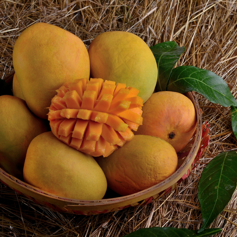 Alphanso Mango - PushtiOrganics