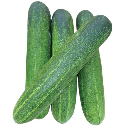 Cucumber hybrid
