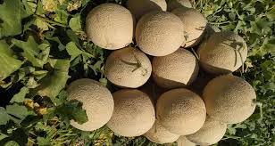 Muskmelon   Muskan