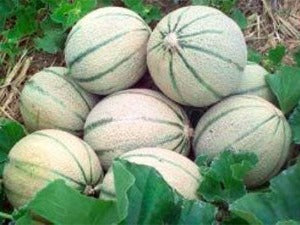 Muskmelon   Madhura's - PushtiOrganics