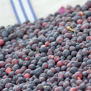 Phalsa