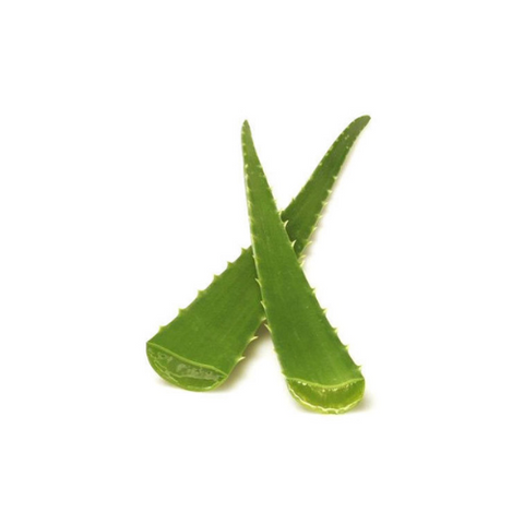 Aloevera Leaves - PushtiOrganics