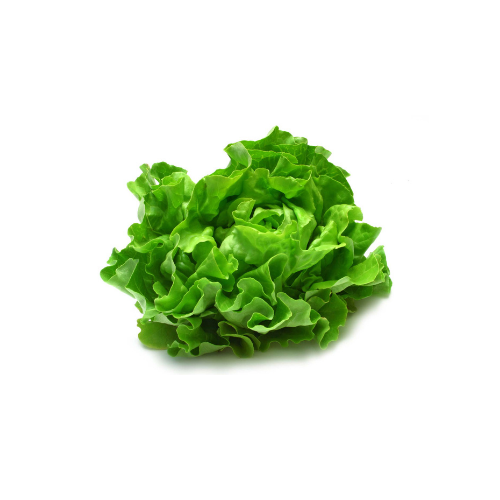 Green Lettuce 🥬