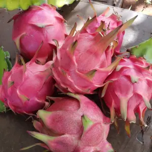 Dragon Fruit