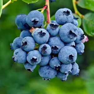Blueberry