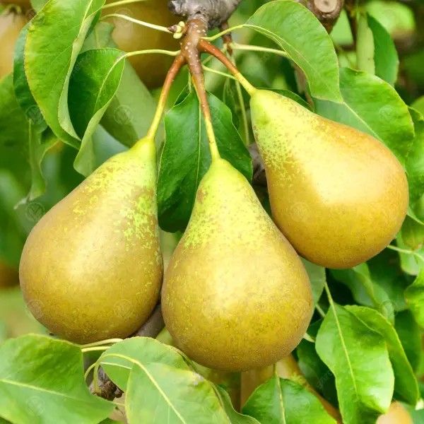 Conference Pears