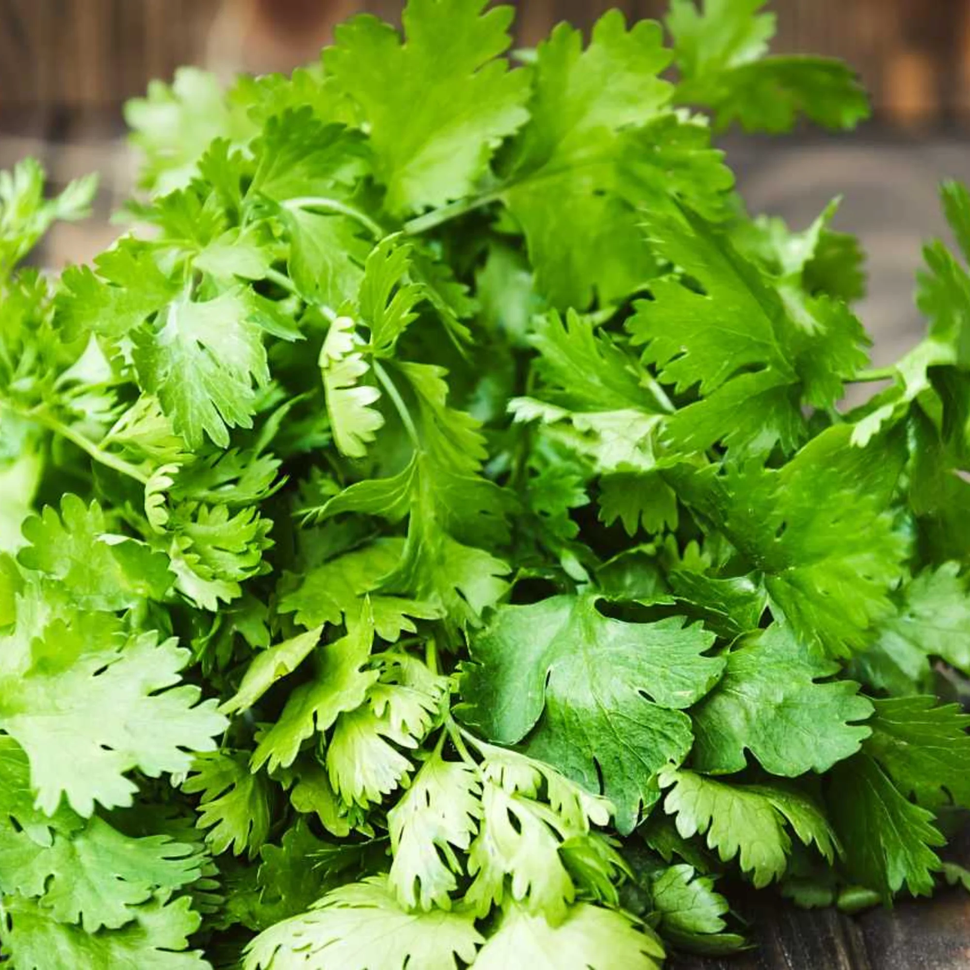 Fresh Coriander (Dhaniya)