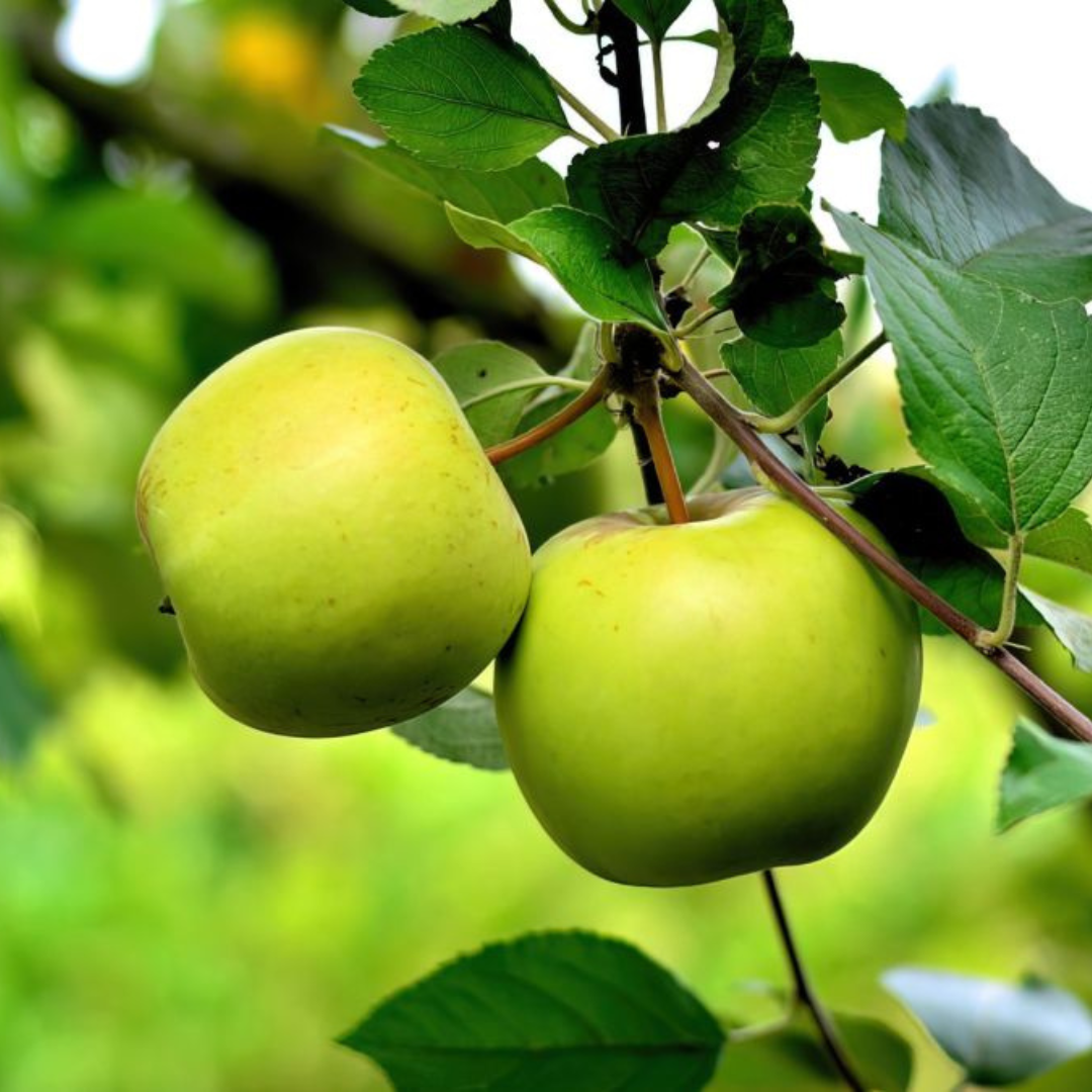 GREEN APPLE